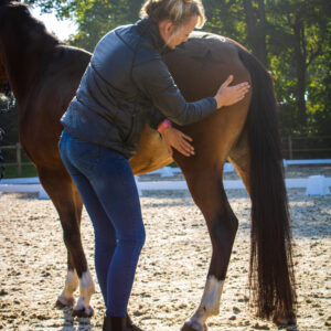 paarden massage behandeling