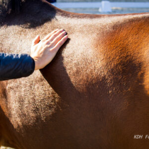 paarden massage